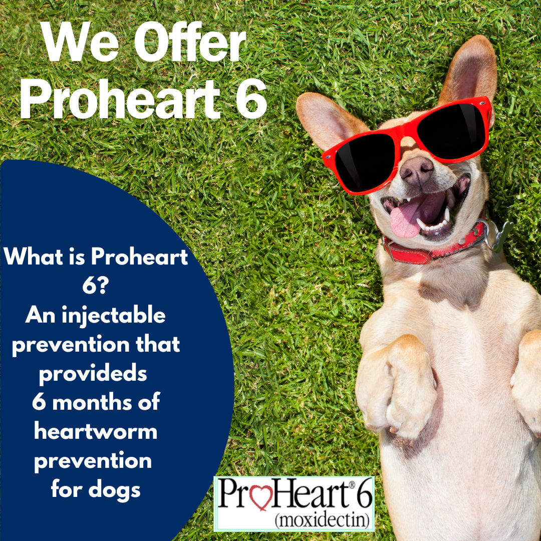 Proheart 6 Banner