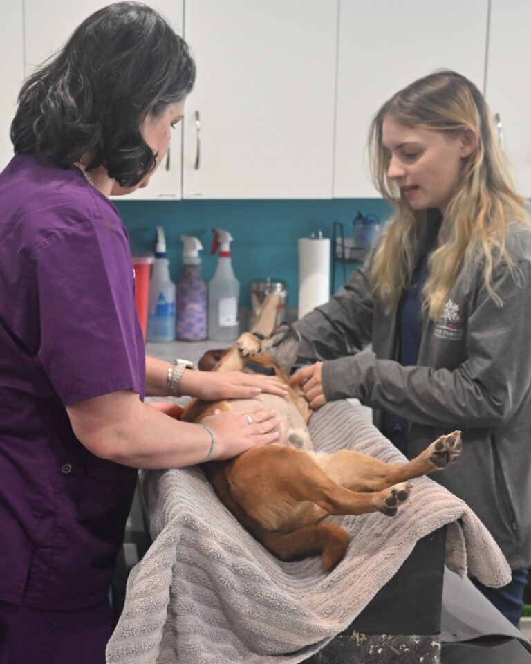 vet clinic in burke va