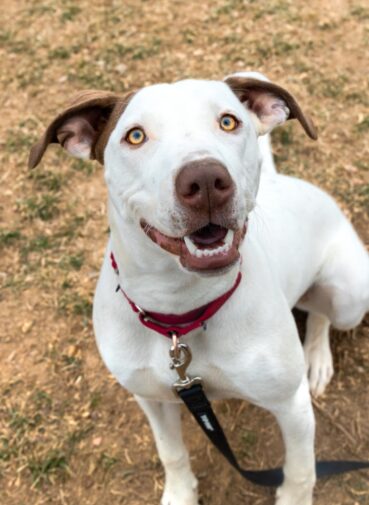 Adopt zumi pet adoption