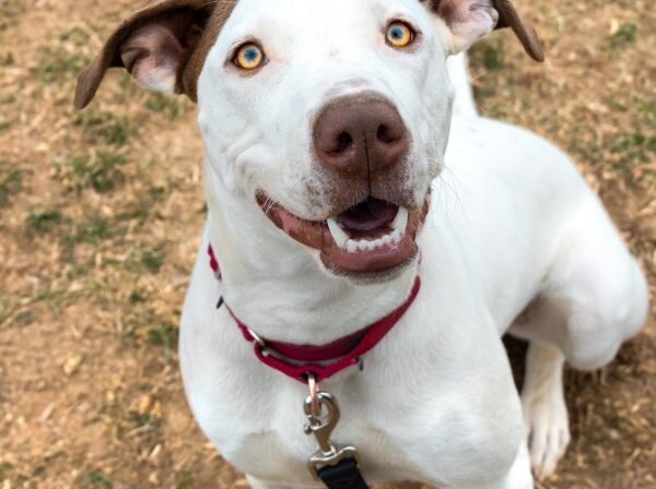 Adopt zumi pet adoption