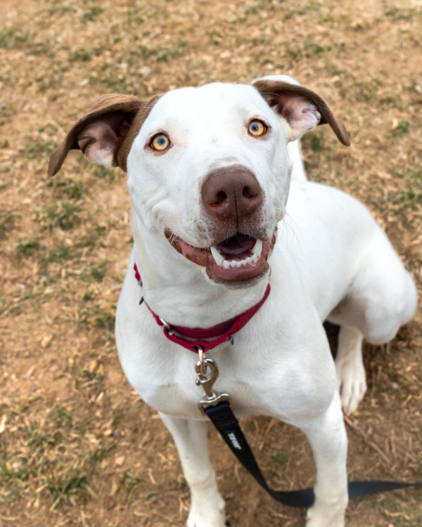 Adopt zumi pet adoption