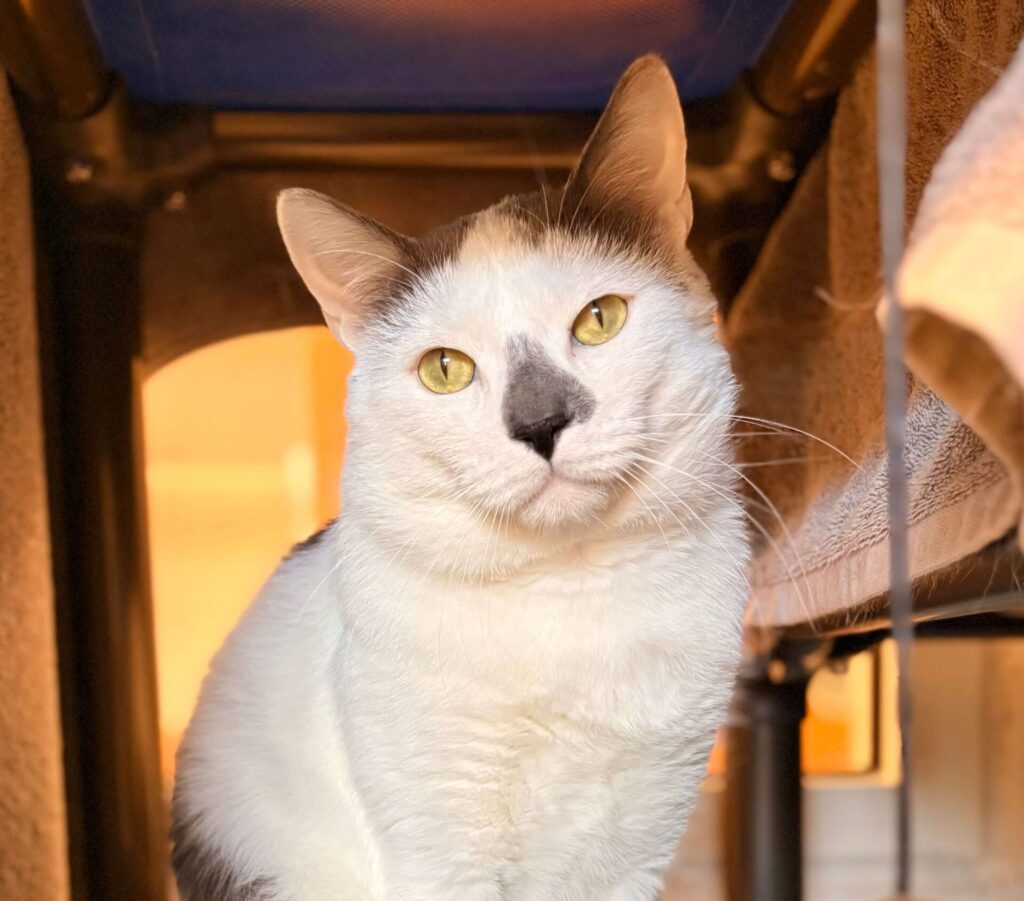 cat for adoption