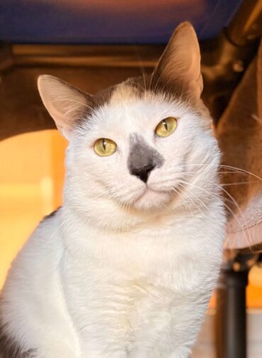 cat for adoption
