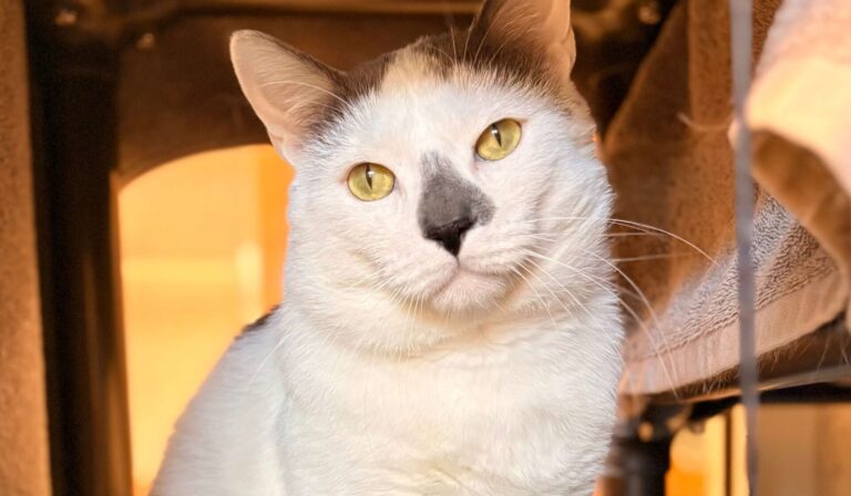 cat for adoption