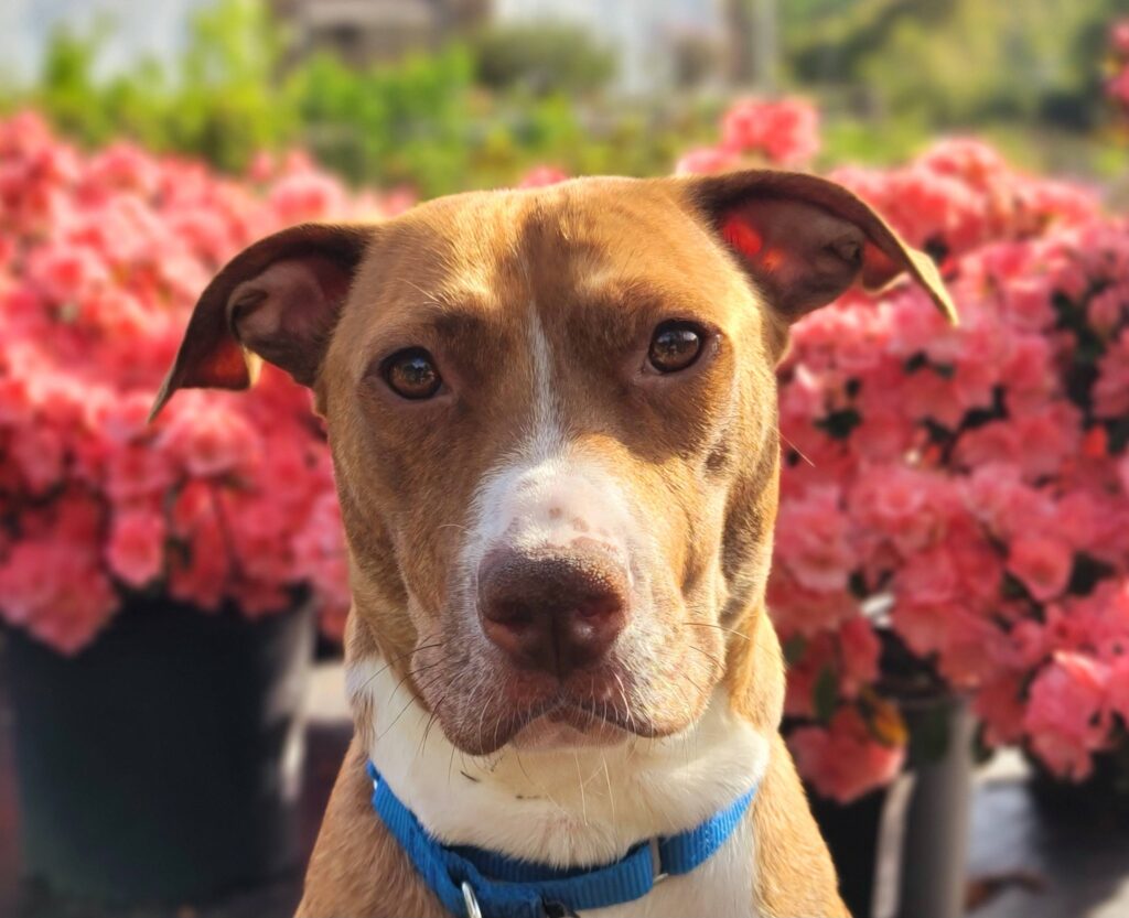 dog up for adoption