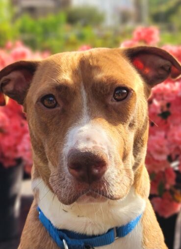 dog up for adoption