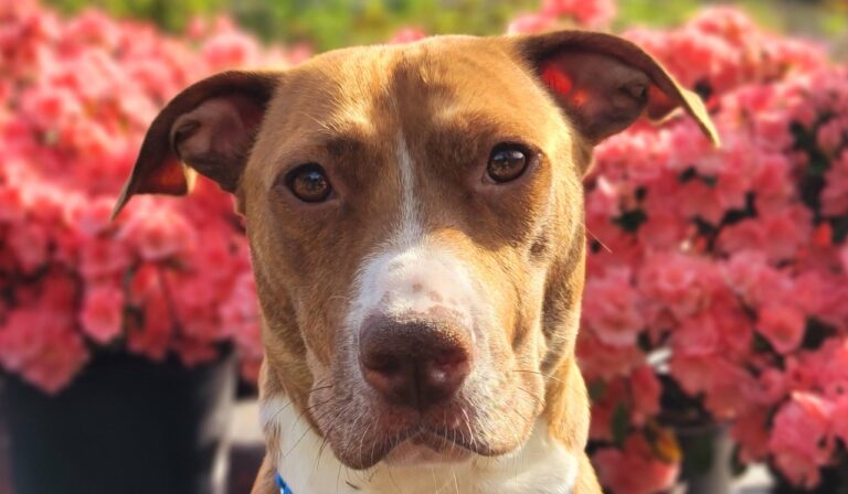 dog up for adoption