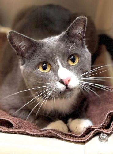 atticus cat adoption