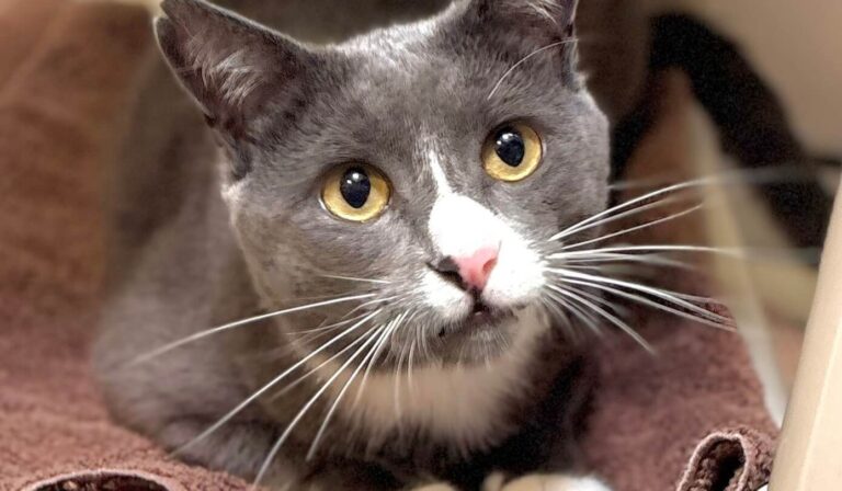 atticus cat adoption