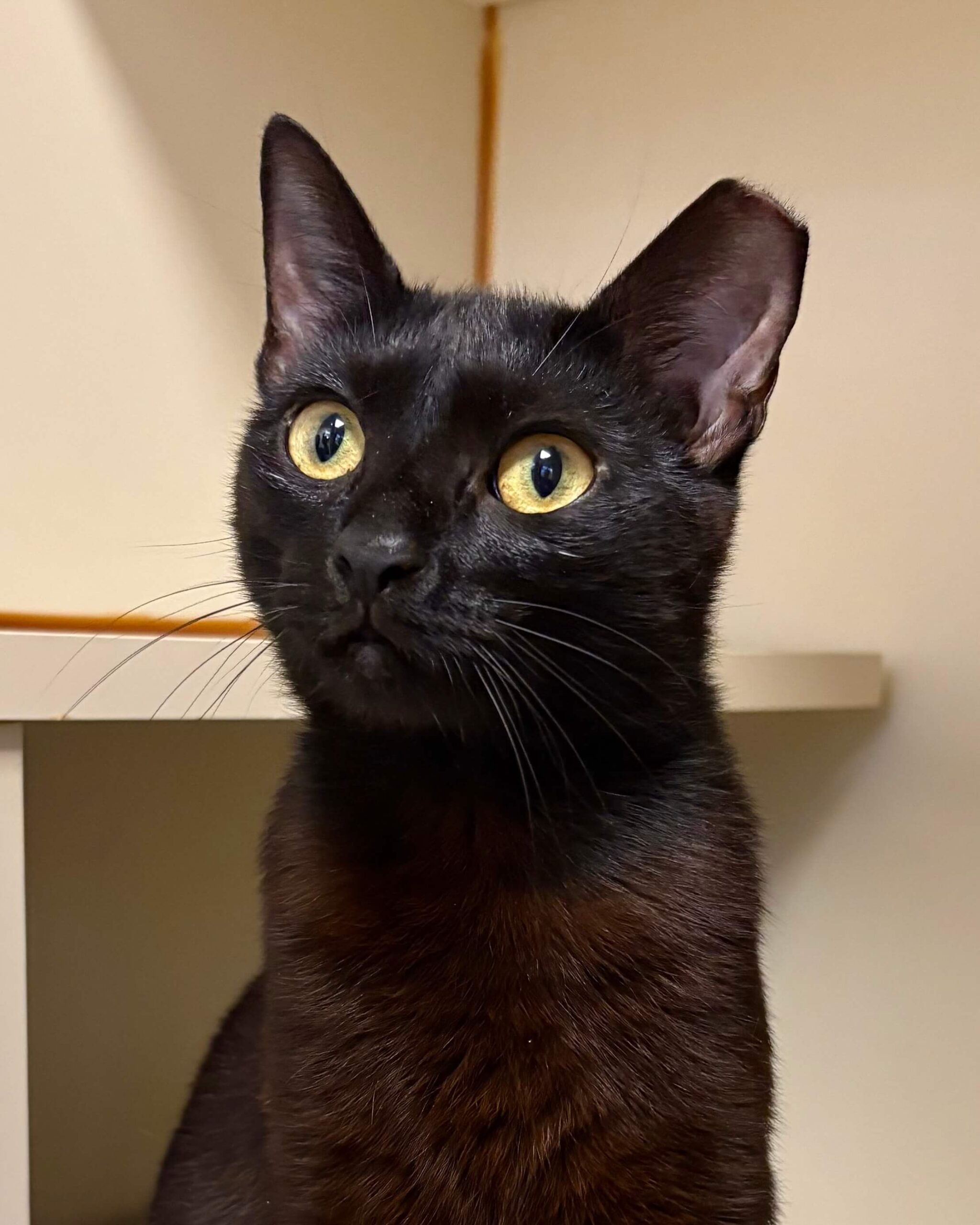 cat for adoption