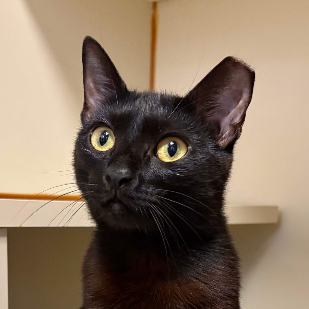 cat adoption
