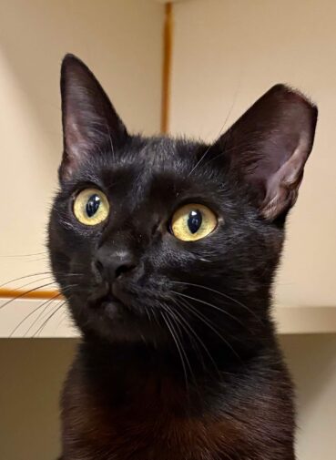 cat adoption
