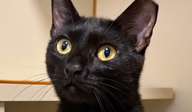 cat adoption