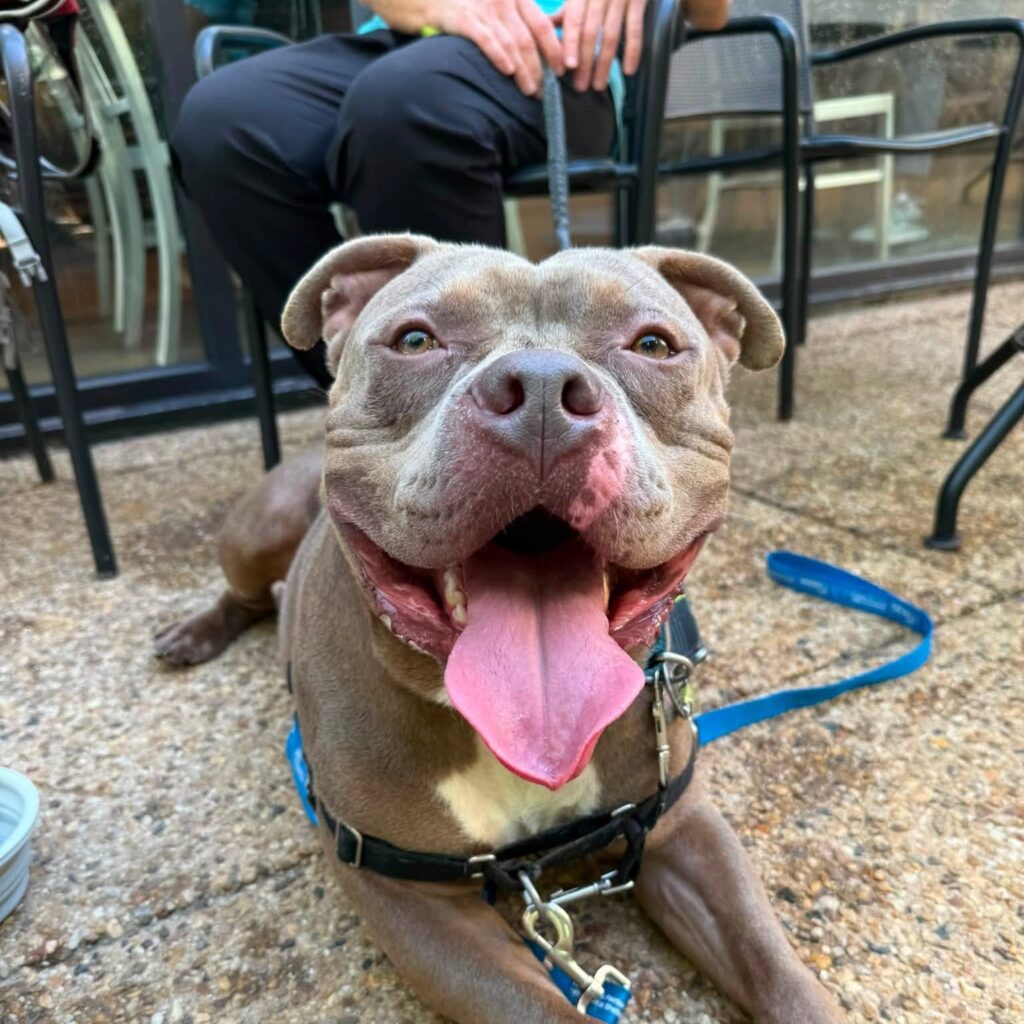 dog for adoption