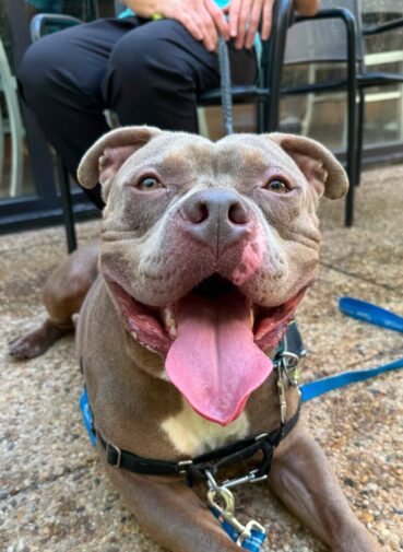 dog for adoption