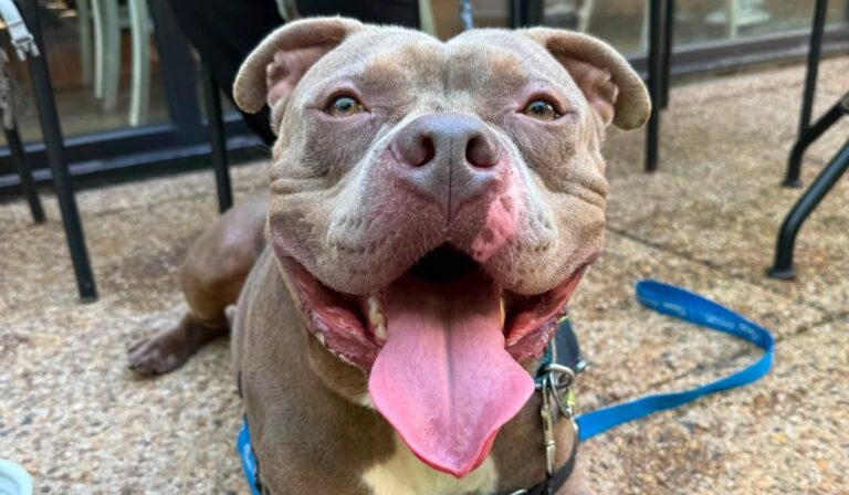 dog for adoption