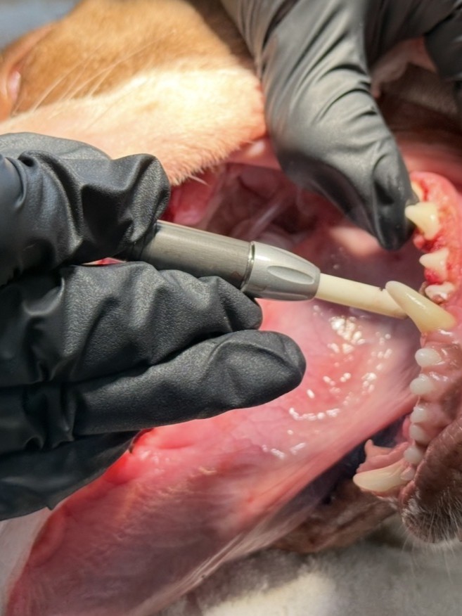 pet oral surgery advanced technology burke va