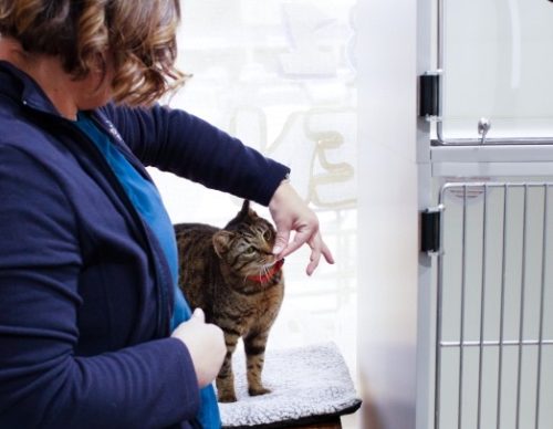 cat boarding springfield va