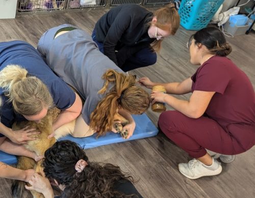 wellness pet care, sick care springfield va