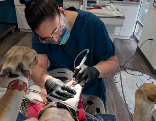 dog dental cleaning pet dentistry burke