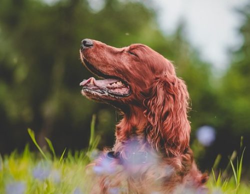 euthanasia dogs cats springfield va