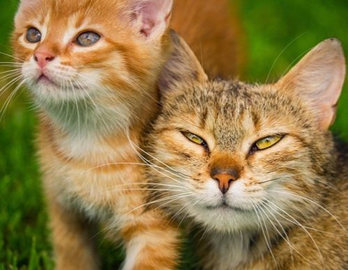 neuter spay cats dogs burke va